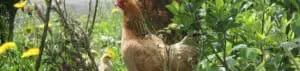 Photo of mother hens with their chicks